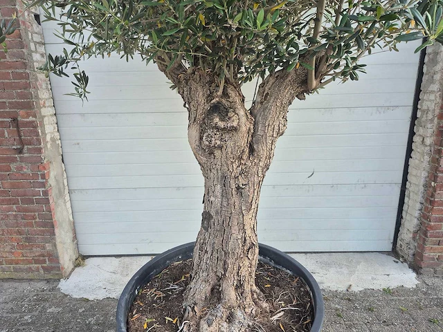 Olijfboom bonsai - olea europaea - 100 jaar oud - hoogte ca. 250 cm - afbeelding 2 van  6