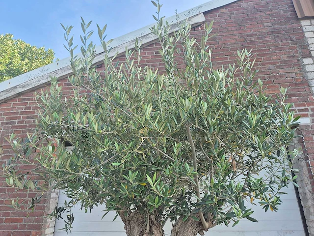Olijfboom bonsai - olea europaea - 100 jaar oud - hoogte ca. 250 cm - afbeelding 3 van  6