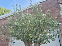 Olijfboom bonsai - olea europaea - 100 jaar oud - hoogte ca. 250 cm - afbeelding 3 van  6