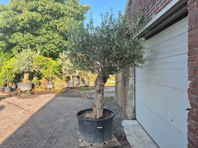 Olijfboom bonsai - olea europaea - 100 jaar oud - hoogte ca. 250 cm - afbeelding 4 van  6