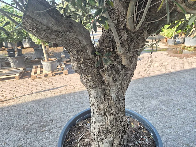 Olijfboom bonsai - olea europaea - 100 jaar oud - hoogte ca. 250 cm - afbeelding 5 van  6