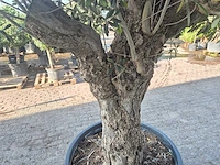 Olijfboom bonsai - olea europaea - 100 jaar oud - hoogte ca. 250 cm - afbeelding 5 van  6