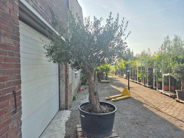 Olijfboom bonsai - olea europaea - 100 jaar oud - hoogte ca. 250 cm - afbeelding 6 van  6