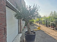 Olijfboom bonsai - olea europaea - 100 jaar oud - hoogte ca. 250 cm - afbeelding 6 van  6