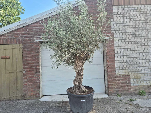 Olijfboom bonsai - olea europaea - 100 jaar oud - hoogte ca. 250 cm - afbeelding 1 van  7