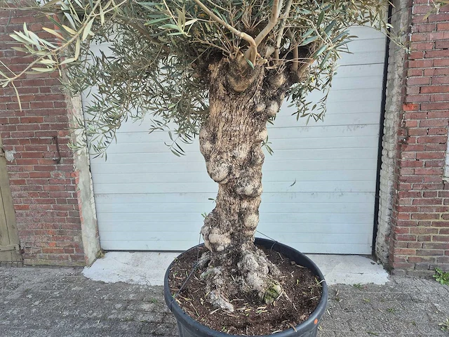 Olijfboom bonsai - olea europaea - 100 jaar oud - hoogte ca. 250 cm - afbeelding 2 van  7
