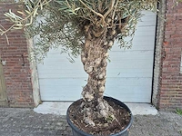 Olijfboom bonsai - olea europaea - 100 jaar oud - hoogte ca. 250 cm - afbeelding 2 van  7