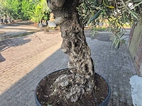 Olijfboom bonsai - olea europaea - 100 jaar oud - hoogte ca. 250 cm - afbeelding 3 van  7