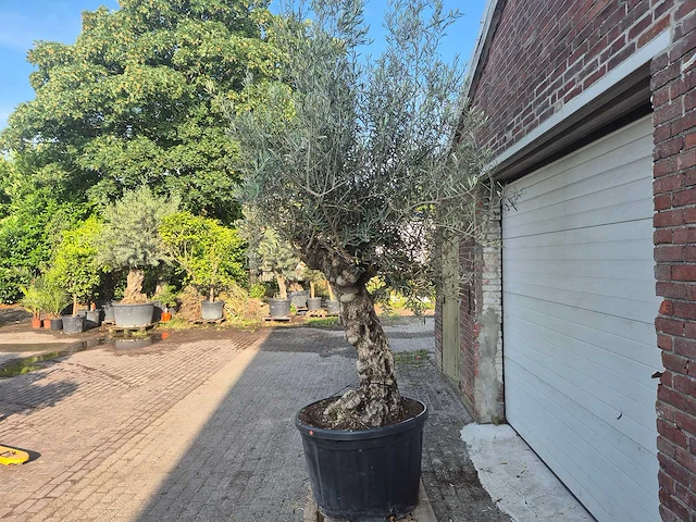 Olijfboom bonsai - olea europaea - 100 jaar oud - hoogte ca. 250 cm - afbeelding 4 van  7