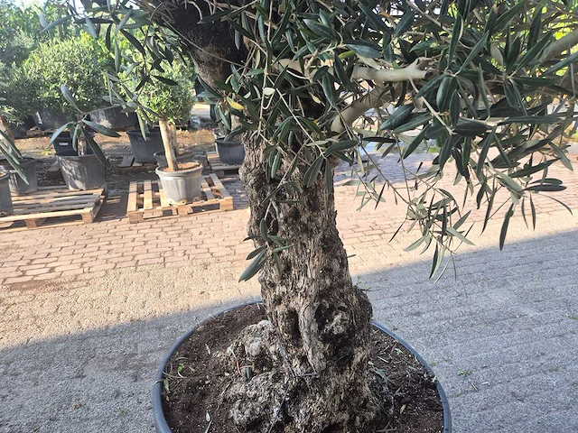 Olijfboom bonsai - olea europaea - 100 jaar oud - hoogte ca. 250 cm - afbeelding 5 van  7