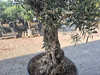 Olijfboom bonsai - olea europaea - 100 jaar oud - hoogte ca. 250 cm - afbeelding 5 van  7