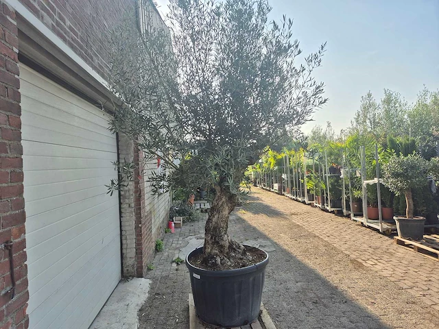 Olijfboom bonsai - olea europaea - 100 jaar oud - hoogte ca. 250 cm - afbeelding 6 van  7