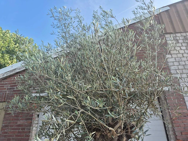 Olijfboom bonsai - olea europaea - 100 jaar oud - hoogte ca. 250 cm - afbeelding 7 van  7