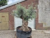Olijfboom bonsai - olea europaea - 200 jaar oud - hoogte ca. 250 cm