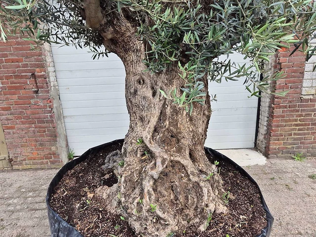 Olijfboom bonsai - olea europaea - 200 jaar oud - hoogte ca. 250 cm - afbeelding 2 van  8