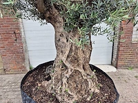 Olijfboom bonsai - olea europaea - 200 jaar oud - hoogte ca. 250 cm - afbeelding 2 van  8