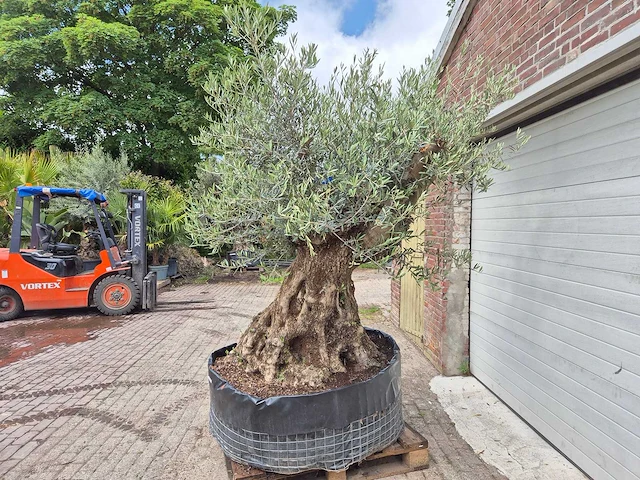 Olijfboom bonsai - olea europaea - 200 jaar oud - hoogte ca. 250 cm - afbeelding 3 van  8