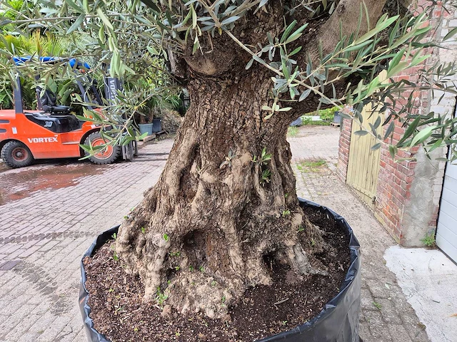 Olijfboom bonsai - olea europaea - 200 jaar oud - hoogte ca. 250 cm - afbeelding 4 van  8