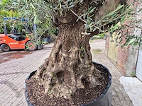 Olijfboom bonsai - olea europaea - 200 jaar oud - hoogte ca. 250 cm - afbeelding 4 van  8
