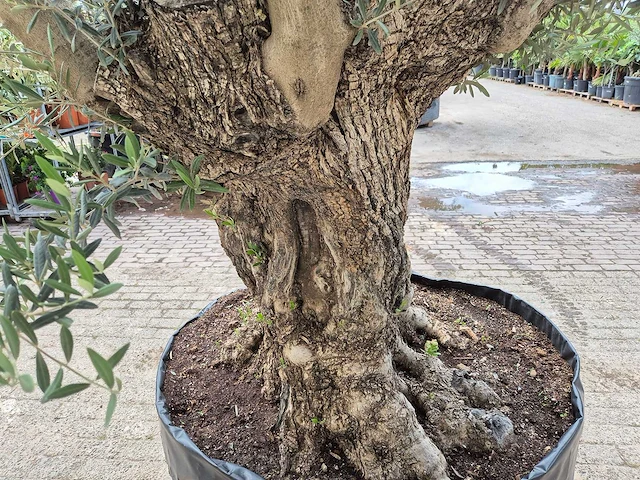 Olijfboom bonsai - olea europaea - 200 jaar oud - hoogte ca. 250 cm - afbeelding 5 van  8