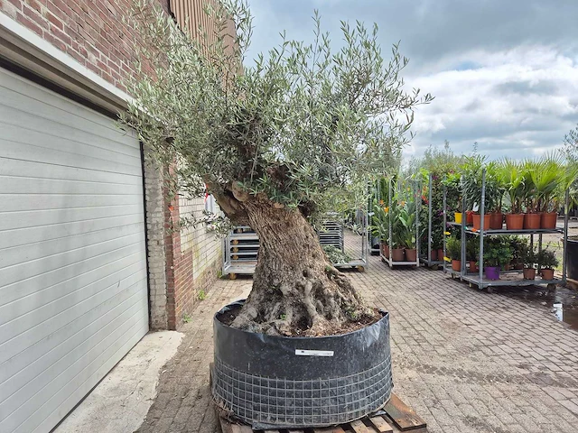 Olijfboom bonsai - olea europaea - 200 jaar oud - hoogte ca. 250 cm - afbeelding 6 van  8