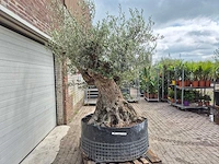 Olijfboom bonsai - olea europaea - 200 jaar oud - hoogte ca. 250 cm - afbeelding 6 van  8