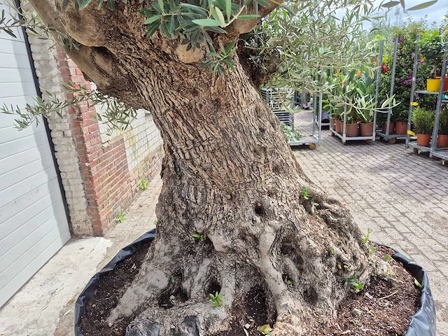 Olijfboom bonsai - olea europaea - 200 jaar oud - hoogte ca. 250 cm - afbeelding 7 van  8