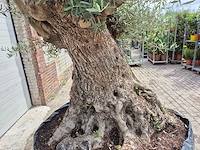 Olijfboom bonsai - olea europaea - 200 jaar oud - hoogte ca. 250 cm - afbeelding 7 van  8