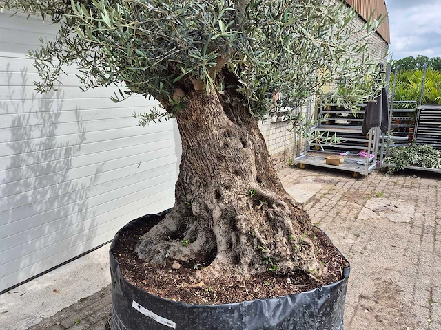 Olijfboom bonsai - olea europaea - 200 jaar oud - hoogte ca. 250 cm - afbeelding 8 van  8