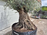 Olijfboom bonsai - olea europaea - 200 jaar oud - hoogte ca. 250 cm - afbeelding 8 van  8