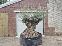 Olijfboom bonsai - olea europaea - 200 jaar oud - hoogte ca. 250 cm
