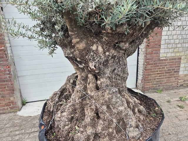 Olijfboom bonsai - olea europaea - 200 jaar oud - hoogte ca. 250 cm - afbeelding 2 van  8