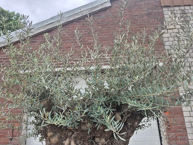 Olijfboom bonsai - olea europaea - 200 jaar oud - hoogte ca. 250 cm - afbeelding 3 van  8