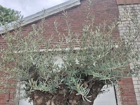 Olijfboom bonsai - olea europaea - 200 jaar oud - hoogte ca. 250 cm - afbeelding 3 van  8