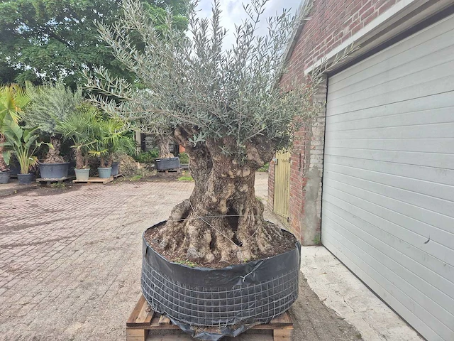 Olijfboom bonsai - olea europaea - 200 jaar oud - hoogte ca. 250 cm - afbeelding 4 van  8