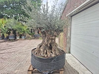 Olijfboom bonsai - olea europaea - 200 jaar oud - hoogte ca. 250 cm - afbeelding 4 van  8