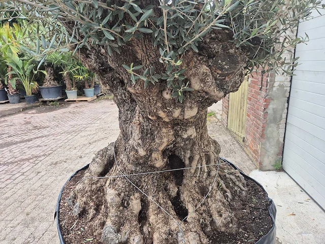 Olijfboom bonsai - olea europaea - 200 jaar oud - hoogte ca. 250 cm - afbeelding 5 van  8