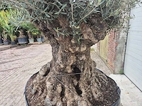 Olijfboom bonsai - olea europaea - 200 jaar oud - hoogte ca. 250 cm - afbeelding 5 van  8