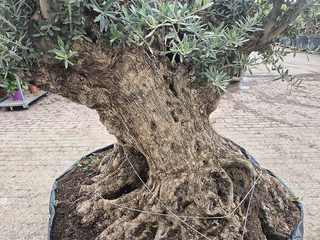 Olijfboom bonsai - olea europaea - 200 jaar oud - hoogte ca. 250 cm - afbeelding 6 van  8