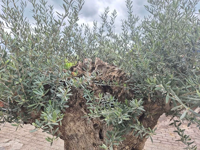 Olijfboom bonsai - olea europaea - 200 jaar oud - hoogte ca. 250 cm - afbeelding 7 van  8