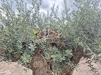 Olijfboom bonsai - olea europaea - 200 jaar oud - hoogte ca. 250 cm - afbeelding 7 van  8