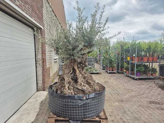 Olijfboom bonsai - olea europaea - 200 jaar oud - hoogte ca. 250 cm - afbeelding 8 van  8