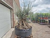 Olijfboom bonsai - olea europaea - 200 jaar oud - hoogte ca. 250 cm - afbeelding 8 van  8