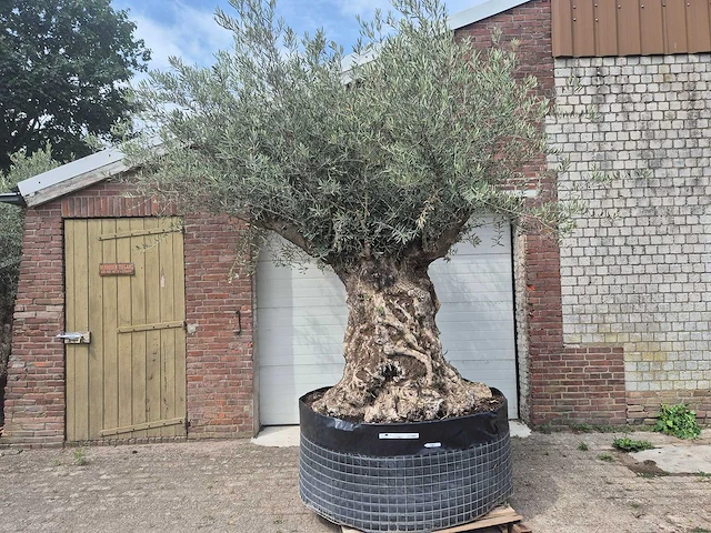 Olijfboom bonsai - olea europaea - 200 jaar oud - hoogte ca. 250 cm - afbeelding 1 van  7