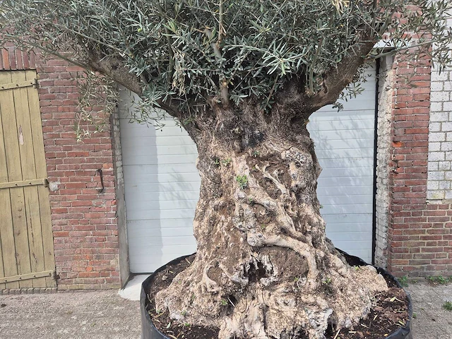 Olijfboom bonsai - olea europaea - 200 jaar oud - hoogte ca. 250 cm - afbeelding 2 van  7