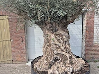 Olijfboom bonsai - olea europaea - 200 jaar oud - hoogte ca. 250 cm - afbeelding 2 van  7