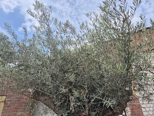 Olijfboom bonsai - olea europaea - 200 jaar oud - hoogte ca. 250 cm - afbeelding 3 van  7