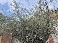 Olijfboom bonsai - olea europaea - 200 jaar oud - hoogte ca. 250 cm - afbeelding 3 van  7
