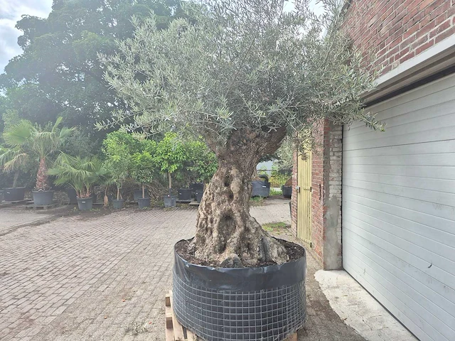 Olijfboom bonsai - olea europaea - 200 jaar oud - hoogte ca. 250 cm - afbeelding 4 van  7