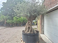 Olijfboom bonsai - olea europaea - 200 jaar oud - hoogte ca. 250 cm - afbeelding 4 van  7